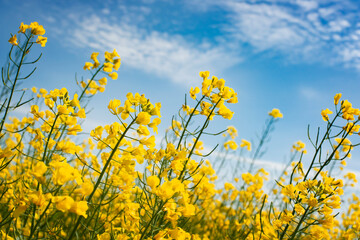Blooming Canola field summer time. Closeup view at flovers