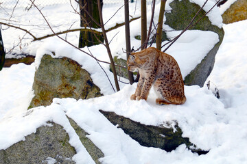 A lynx sits in the snow close-up.