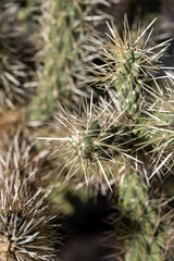Spines On A Cholla Cactus Arm