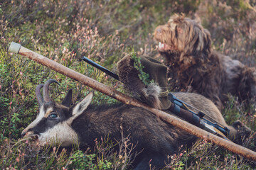 Obraz premium the celebrat of a hunting trophy from a young chamois buck on the mountains at a november day