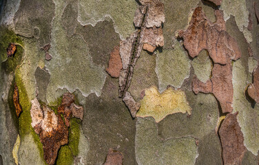 Close Up view of Wooden background texture of bark tree. Old tree. Space for text, Selective focus.