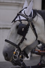 Detail of a white horse