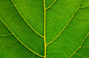 Detail from a leaf .