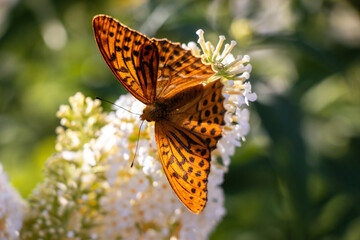 Butterfly Kaisermantel sits on Lilac Germany