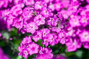 Blooming inflorescences of phlox paniculate pink late close-up