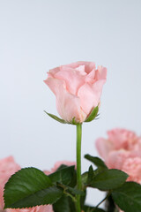 Side view of a pink rosebud on a light gray background.