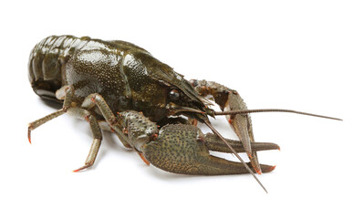One fresh raw crayfish isolated on white