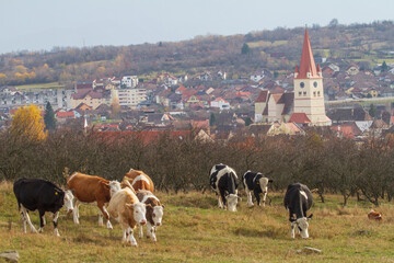 Cows on pasture in Cristian, Romania