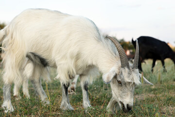 Goats on pasture at farm. Animal husbandry