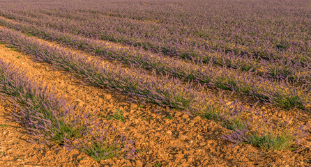 Vue aérienne des champs de lavande à Valensole, Alpes-de-Haute-Provence, France