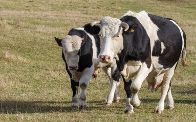 Cows on pasture in Cristian, Romania