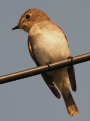 Asian Brown Flycatcher