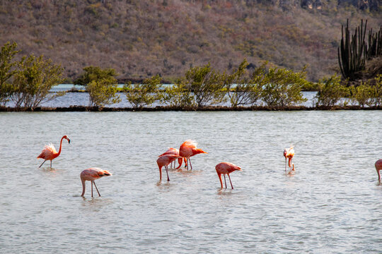 wild Flamingos on curacao nature