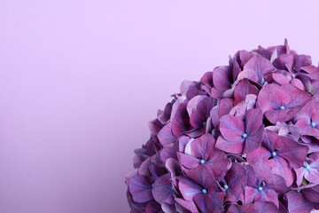 Beautiful bright hortensia flowers on violet background, closeup. Space for text