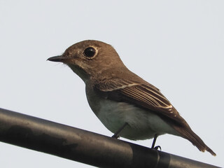 Asian Brown Flycatcher