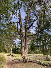 Fototapeta premium Trollskogen auf der Insel Ödland in Schweden