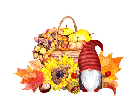 Cute gnome, sunflower, pumpkin, maple leaves. Basket with autumn fruits, vegetables, flowers, nuts. Hand painted iilustration for Thankgiving design