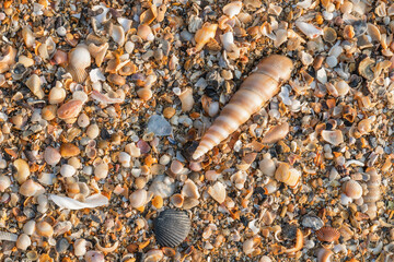 seashell on sandy beach with small pieces of broken seashell
