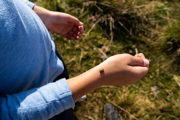 A red ladybug sits on the hand of young girl. Small hiker girl. Travel concept. Ladybird close up view.