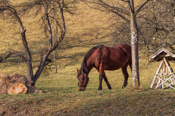 Autumn in Romania