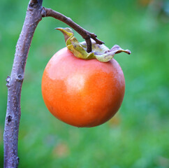 Ripe persimmon or Kaki fruit on a branch. 