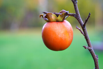 Ripe persimmon or Kaki fruit on a branch. 