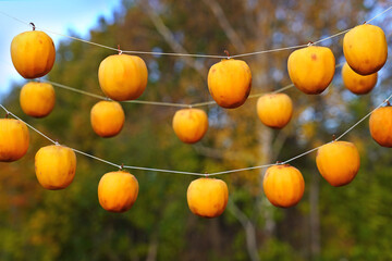Persimmons or Kaki fruits peeled and hung on a string to dry.