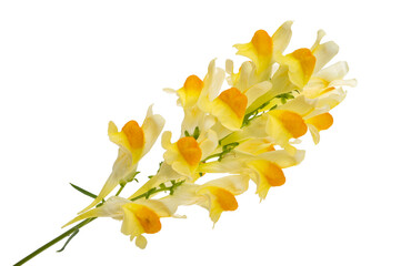 meadow snapdragon isolated