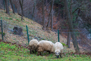 Naklejka premium Autumn idyll in Sadu, Romania