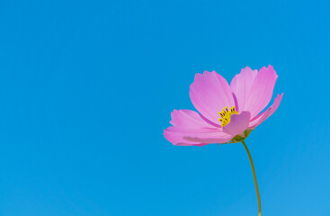 Obraz premium 一輪の秋桜 