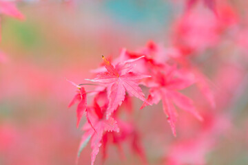 秋の紅葉