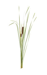Fototapeta premium Beautiful reeds with catkins on white background