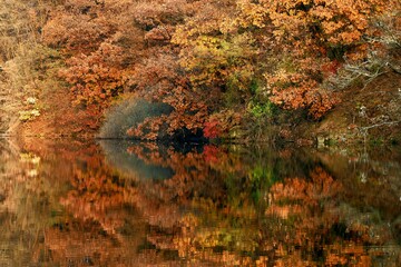 autumn in the forest