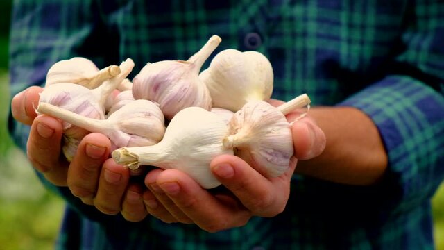 A man farmer holds a harvest of garlic in his hands. Selective focus.