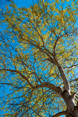 trees in park in autumn sunny day