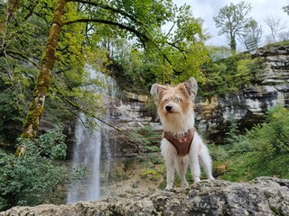 Hund am Wasserfall 2