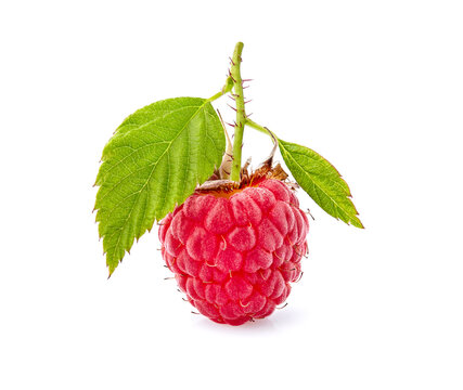 Raspbery   Isolated on White Background. Ripe bery isolated.