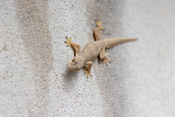 Close up of Lizard on a concrete wall, reptile on cement background