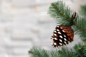 Pine tree seed hang on a christmas tree