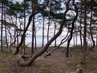 Trollskogen auf der Insel Ödland in Schweden
