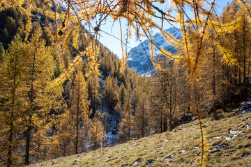 Mountain landscape with colorful larch forest in autumn.