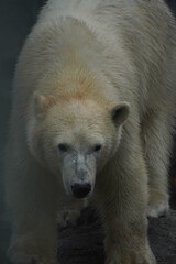 Huge polar bear walking around