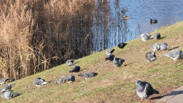 wild urban pigeons graze in the meadow near the water