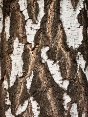 Birch trunk close-up, beautiful and natural texture of birch bark, natural pattern