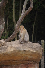 A monkey standing alone