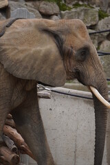 A brown elephant walking around