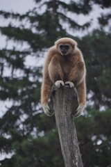 A furry monkey on top of a tree