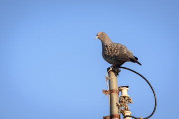 Paloma sobre poste de electricidad con cielo azul celeste