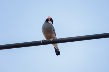 Java sparrow