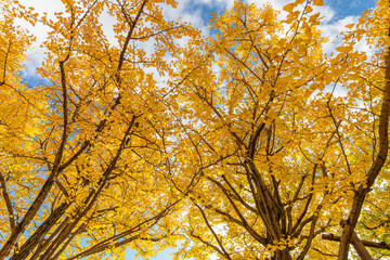 Ginkgo tree or Maidenhair tree